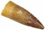 Fossil Spinosaurus Tooth - Real Dinosaur Tooth #296892-1